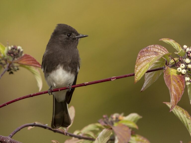 A Black Phoebe perches upright on a slender branch against a softly blurred green background.