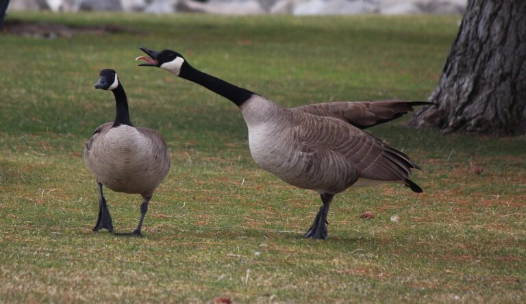 Two Canada Geese stand on grass beneath a tree, one with its neck extended and beak open toward the other.