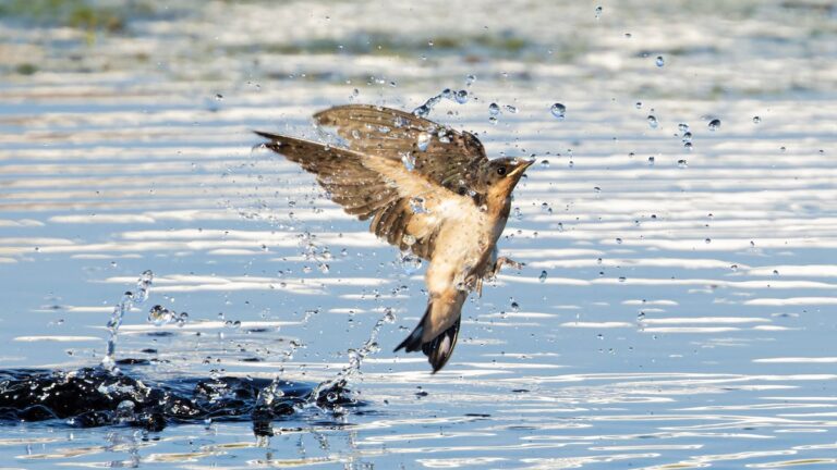 A Barn Swallow rises from the surface of a pond, surrounded by suspended droplets and splashing water.