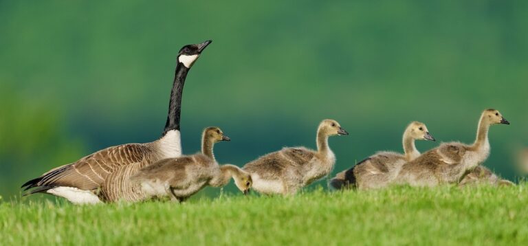 An adult Canada Goose stands upright on grass beside six growing goslings, several feeding or walking in different directions.
